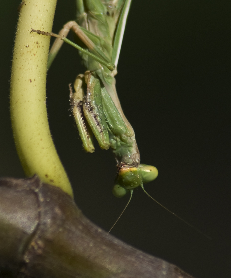 Ameles spallanzania e Iris oratoria