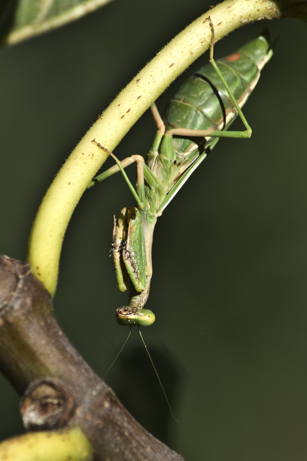 Ameles spallanzania e Iris oratoria