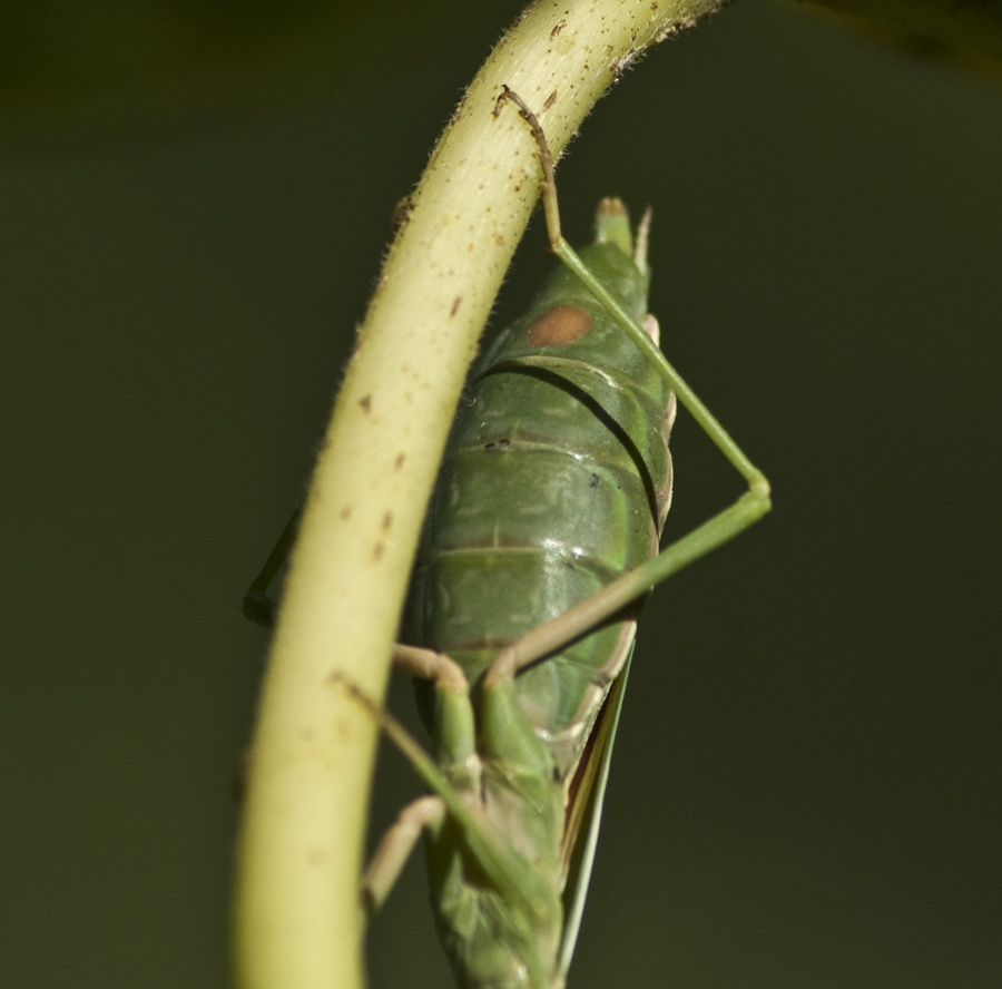 Ameles spallanzania e Iris oratoria