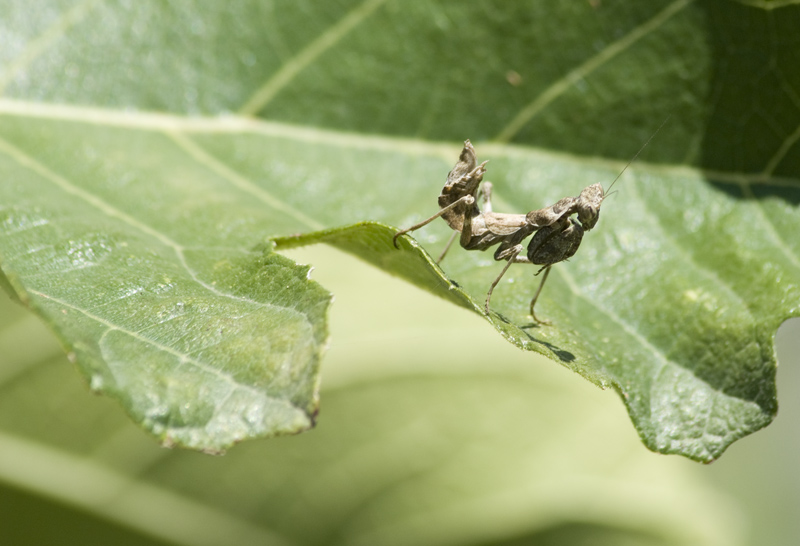 Ameles spallanzania e Iris oratoria