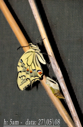 Papilio machaon - trasformazione da bruco a crisalide!