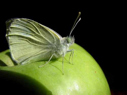 Pieris rapae