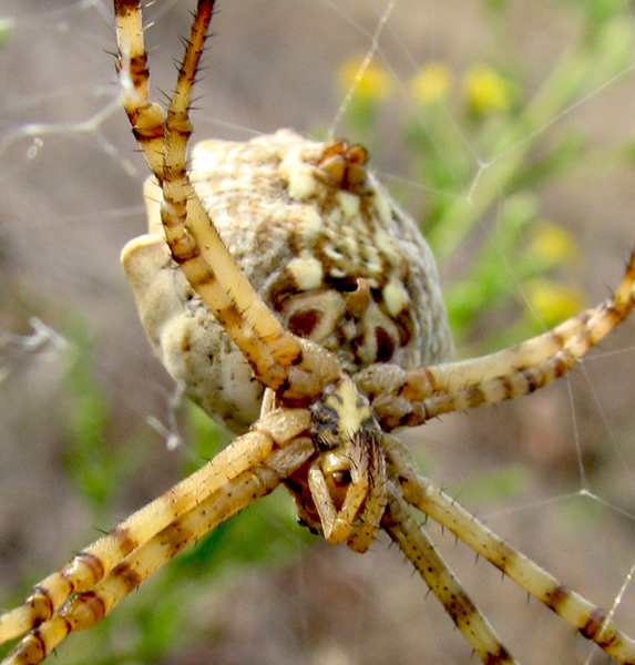 Argiope lobata e Argiope trifasciata - Cagliari