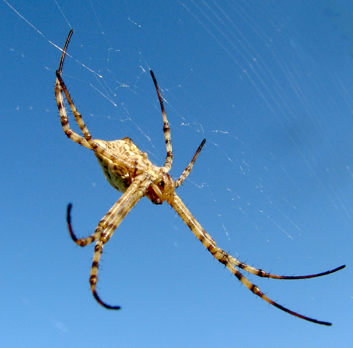 Argiope lobata e Argiope trifasciata - Cagliari