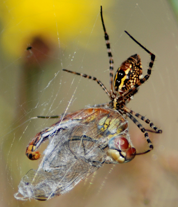 Argiope lobata e Argiope trifasciata - Cagliari