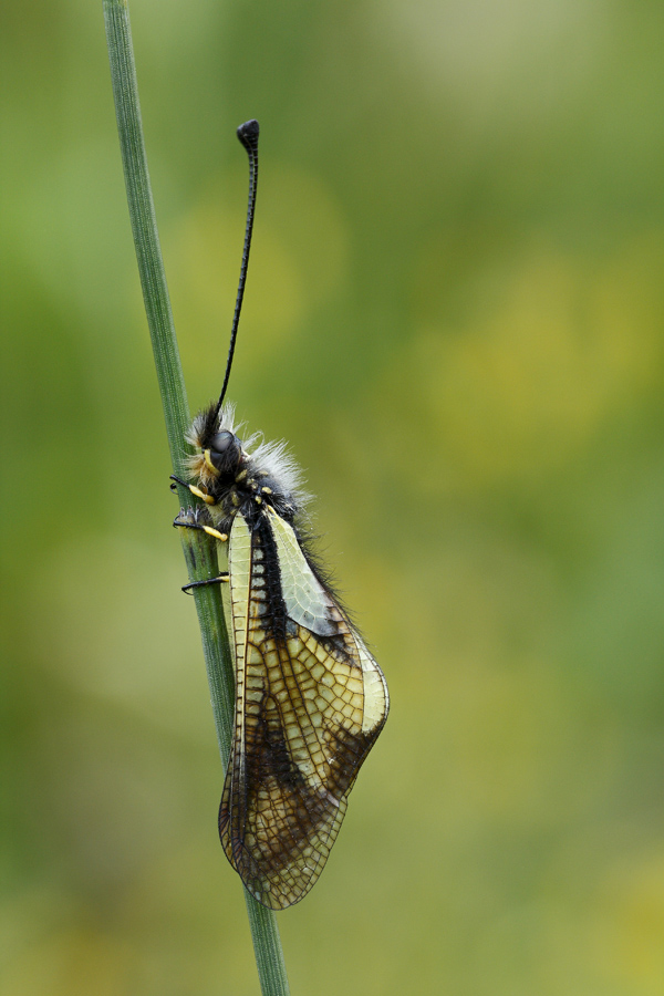 Libelloides coccajus femmina