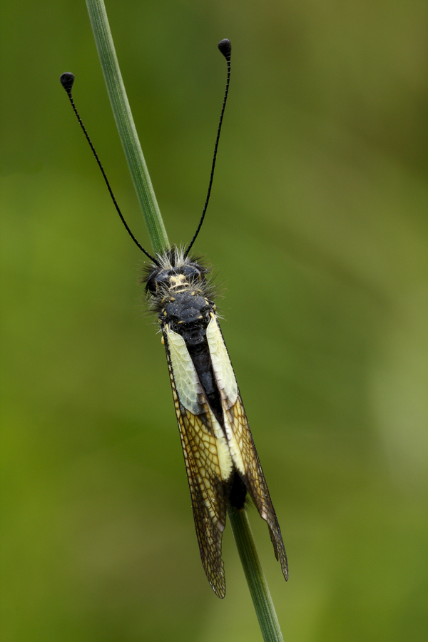 Libelloides coccajus femmina