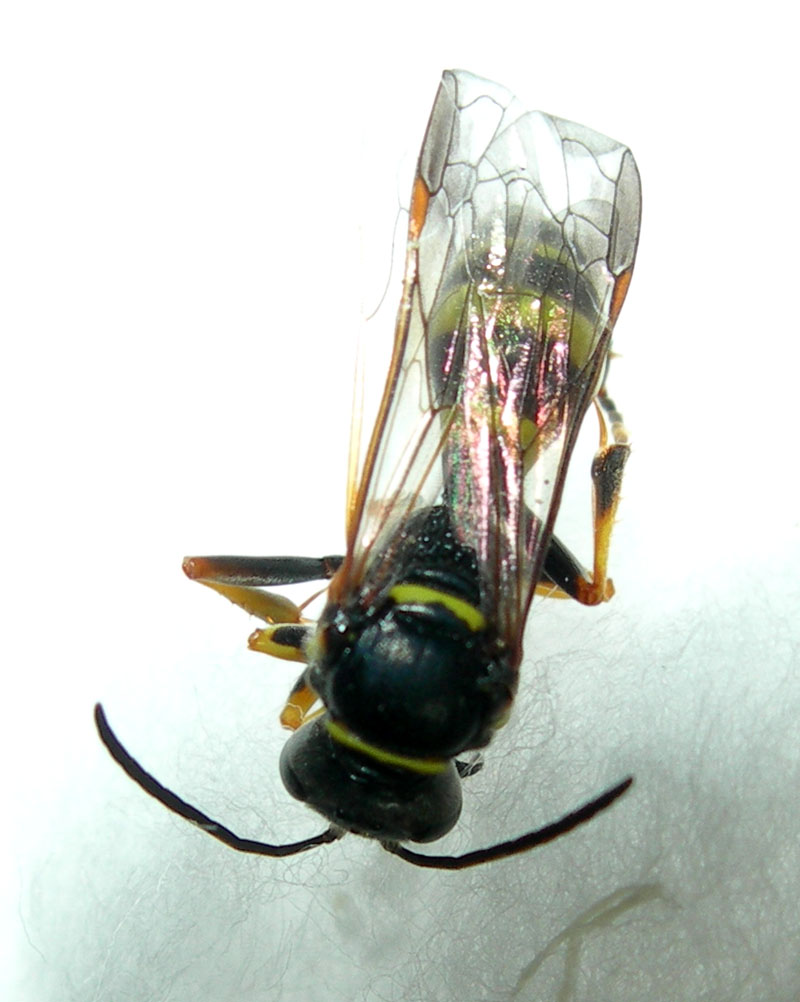 Gorytes sp. (Crabronidae)