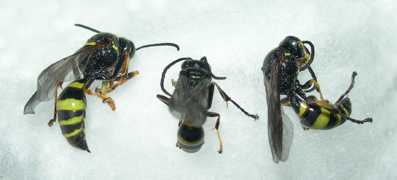 Gorytes sp. (Crabronidae)