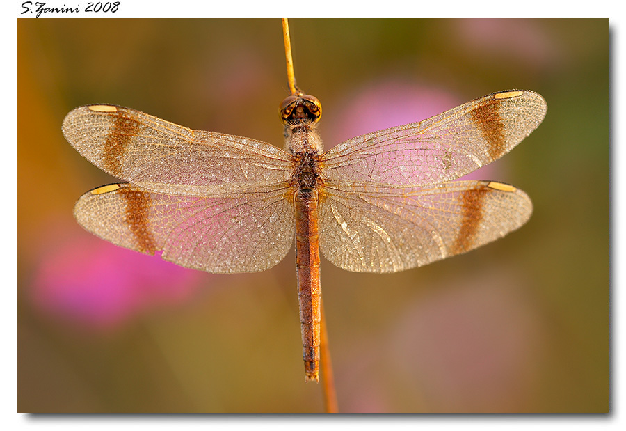 Sympetrum pedemontanum maschio e femmina