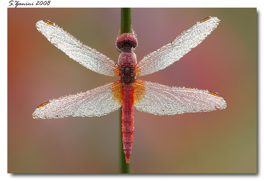 Crocothemis erythraea maschio