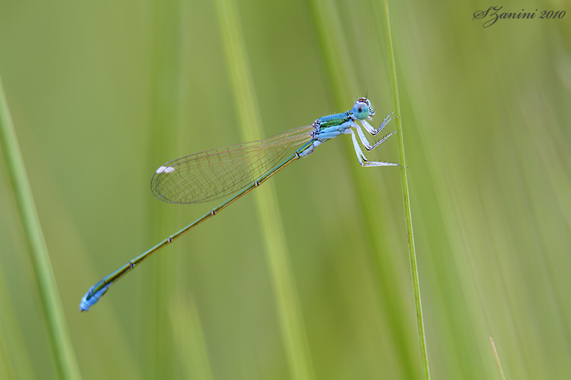 Ancora Nehalennia