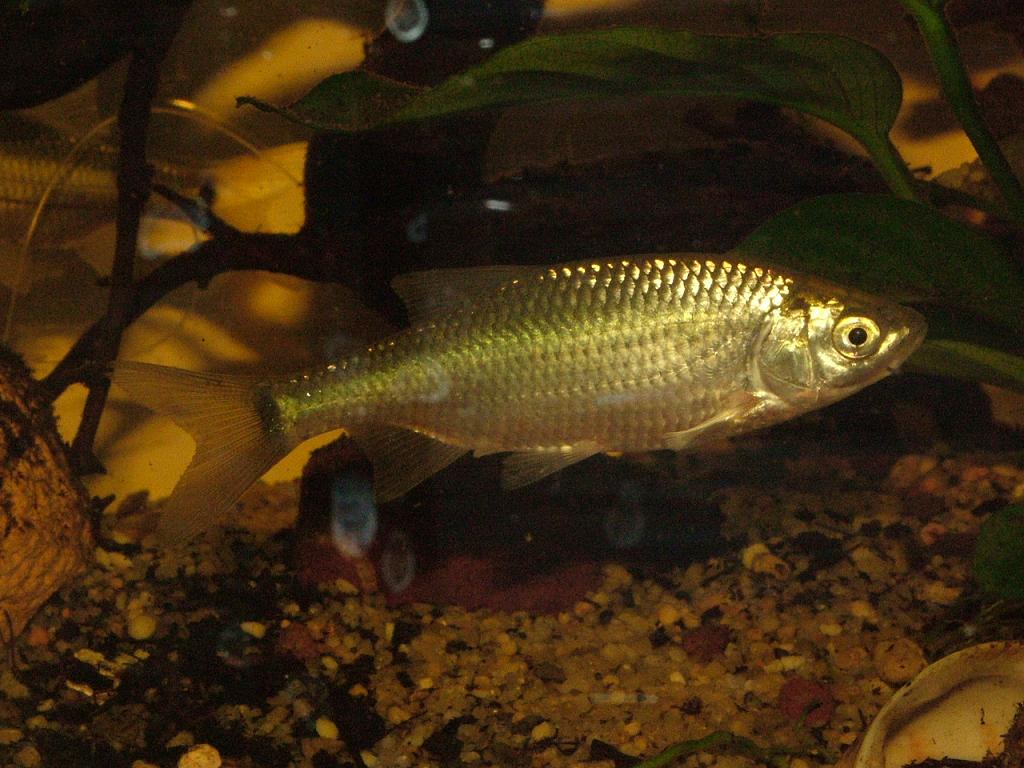 AIUTO IDENTIFICAZIONE