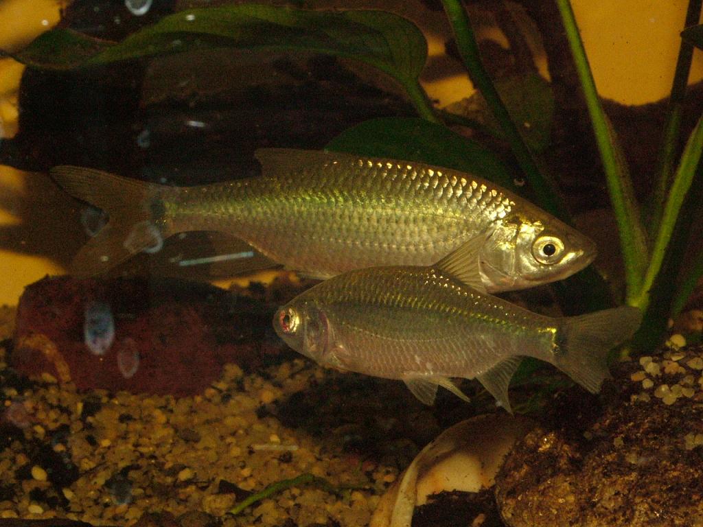 AIUTO IDENTIFICAZIONE