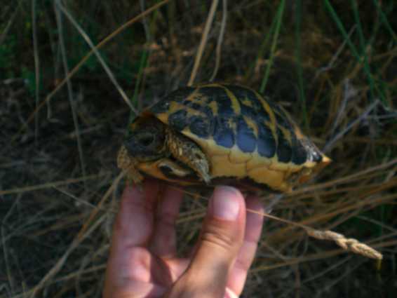 Testudo hermanni hermanni