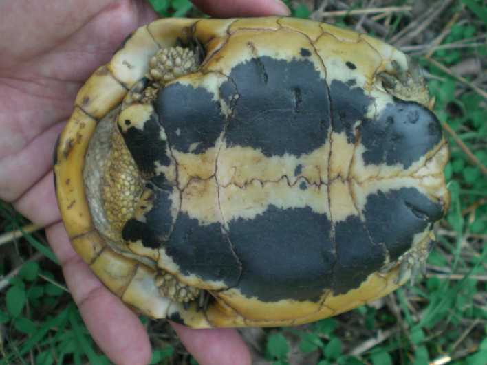 Testudo hermanni hermanni