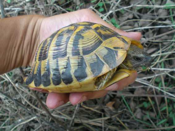 Testudo hermanni hermanni