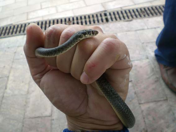 Biacco in provincia di Salerno