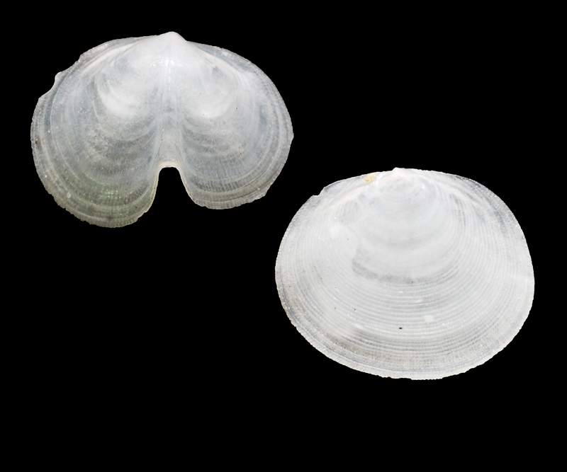 Vasconiella jeffreysiana