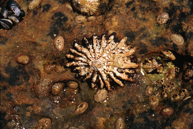 Patellidae Patella ferruginea Gmelin 1791