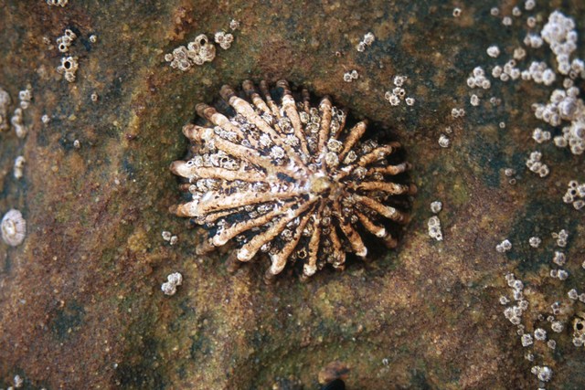 Patellidae Patella ferruginea Gmelin 1791