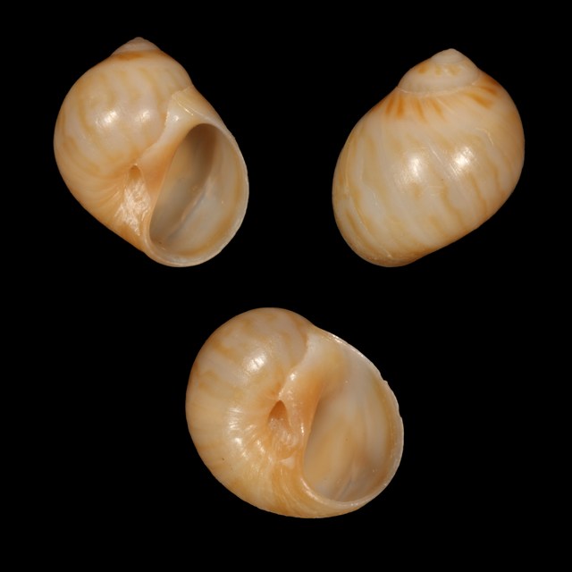Euspira macilenta ?