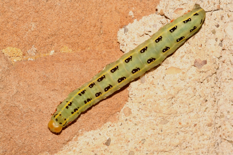 Bruco - Xylena exsoleta