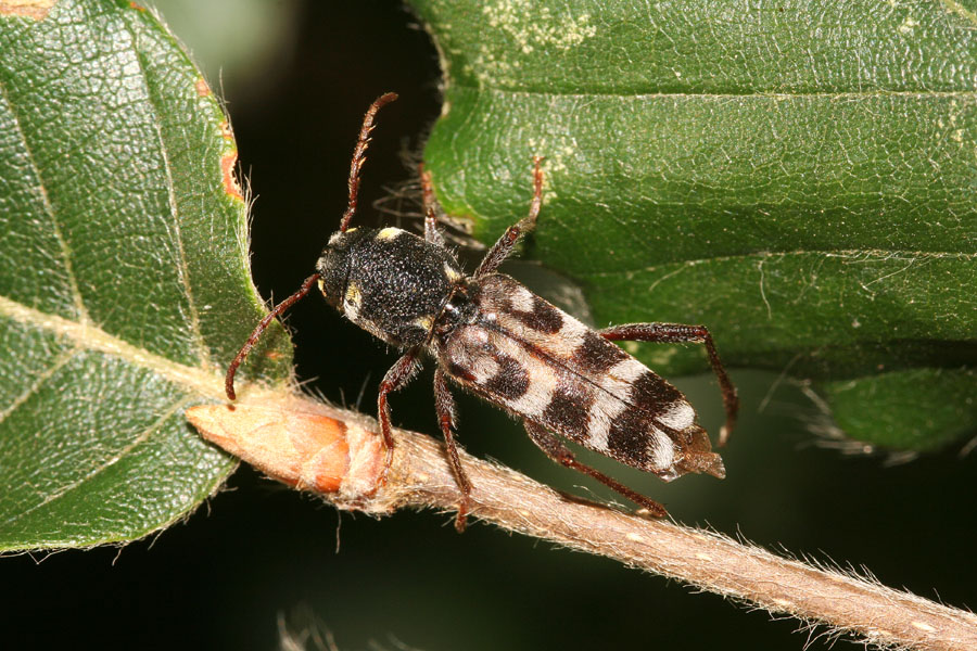 Xylotrechus arvicola  (Cerambycidae Cerambicinae Clytini)