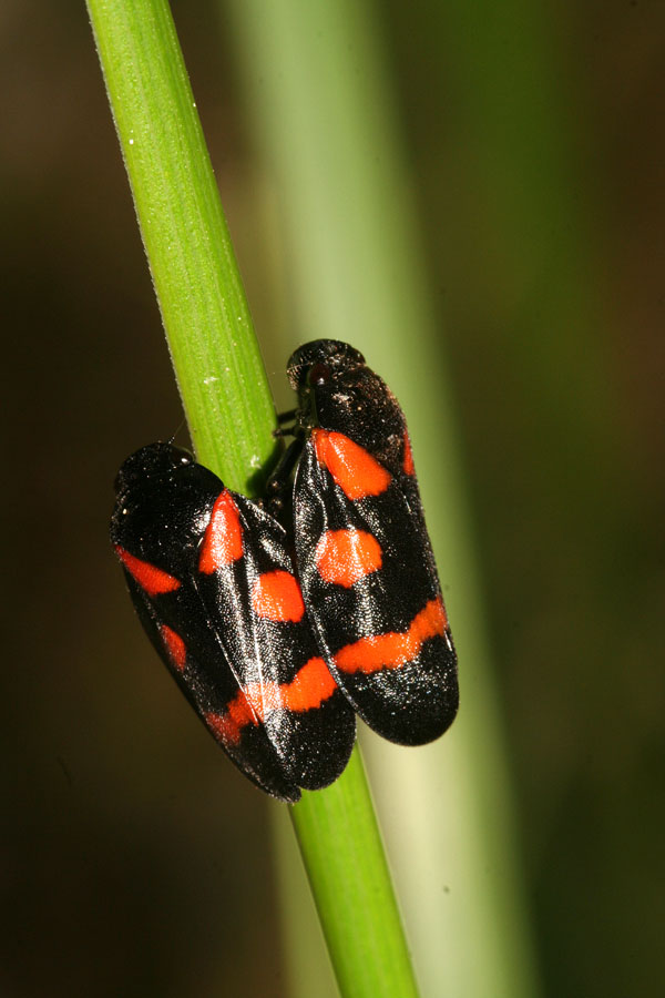 Cercopis sanguinolenta o arcuata?