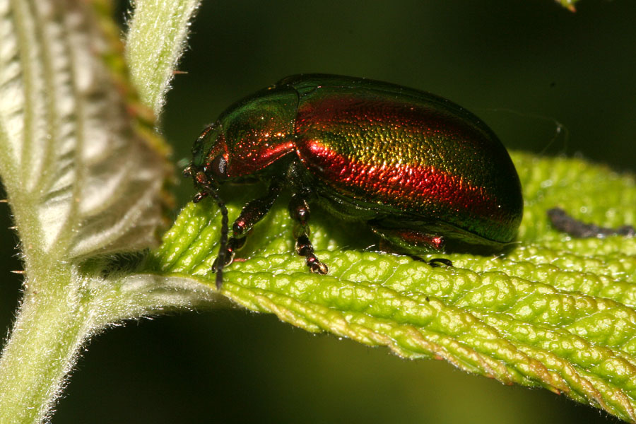 Chrysolina  dalle Dolomiti? Oreina speciosa