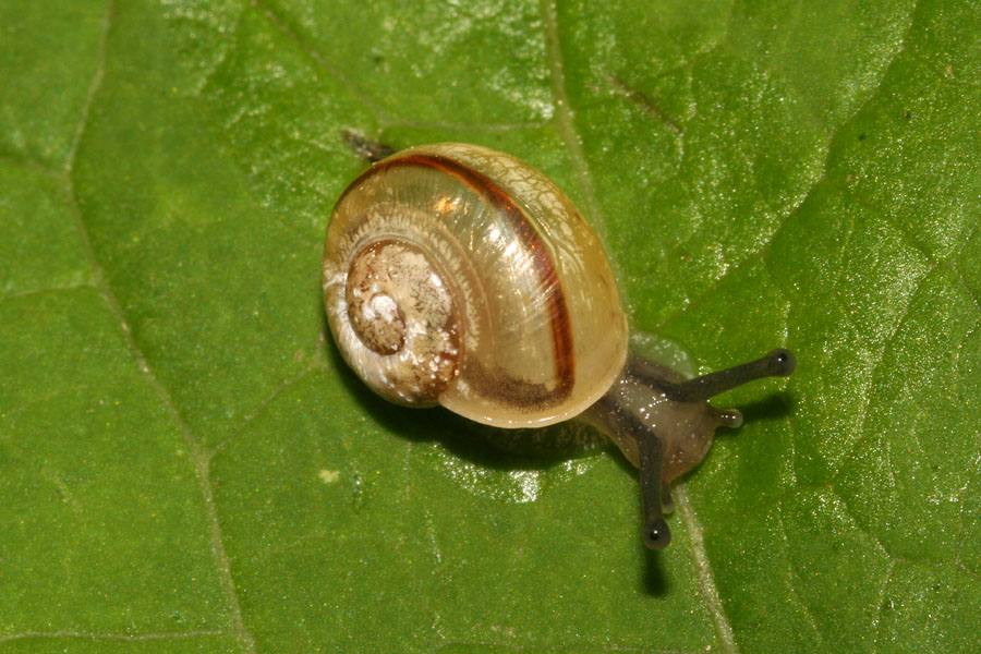 Babbaluci dolomitici