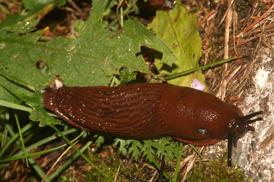 Babbaluci dolomitici