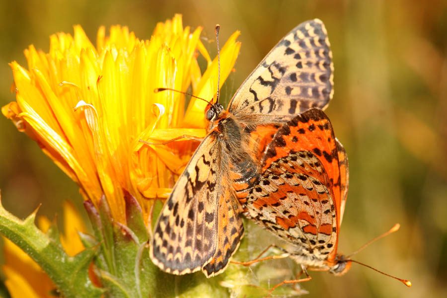 Amori in Giugno