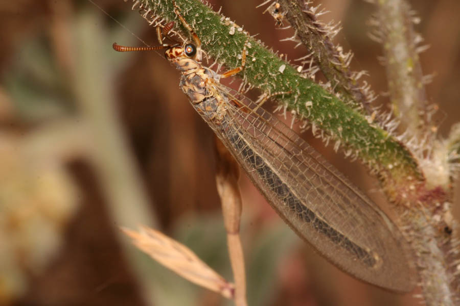 Myrmeleon hyalinus distinguendus alla foce del Platani