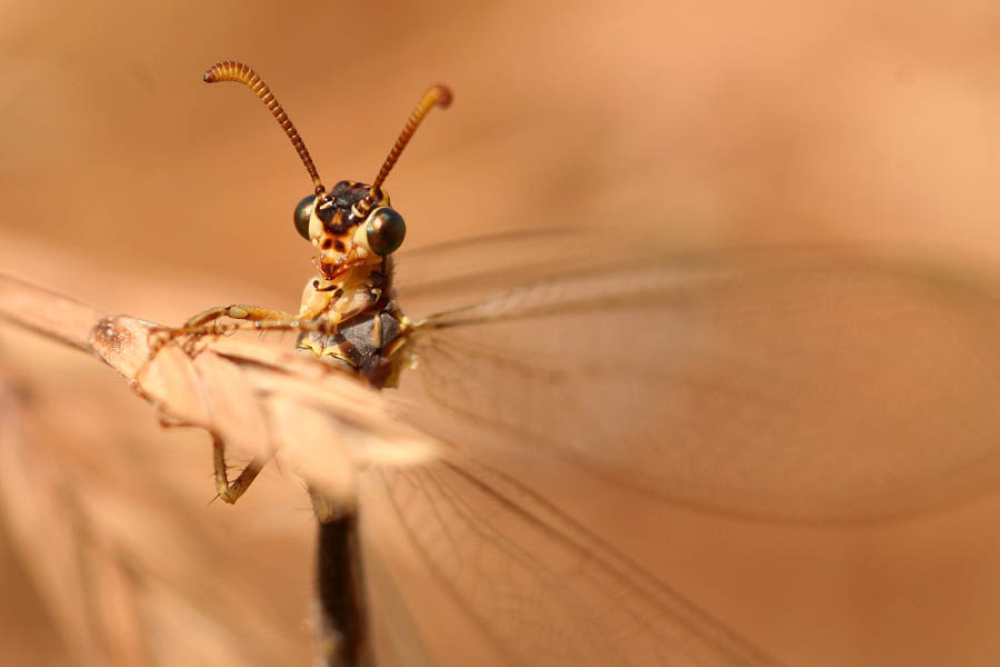 Myrmeleon hyalinus distinguendus alla foce del Platani