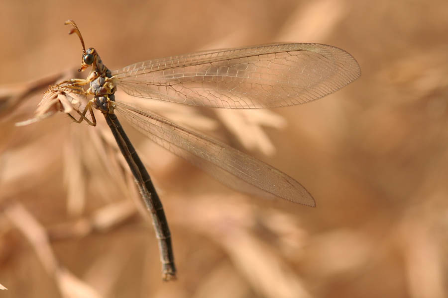 Myrmeleon hyalinus distinguendus alla foce del Platani