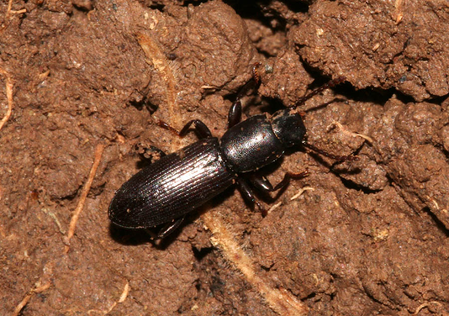 Belopus elongatus ecalcaratus (Tenebrionidae)