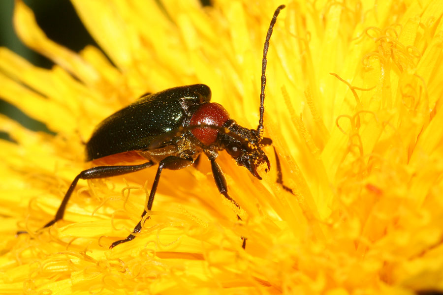 Cerambicidi dolomitici