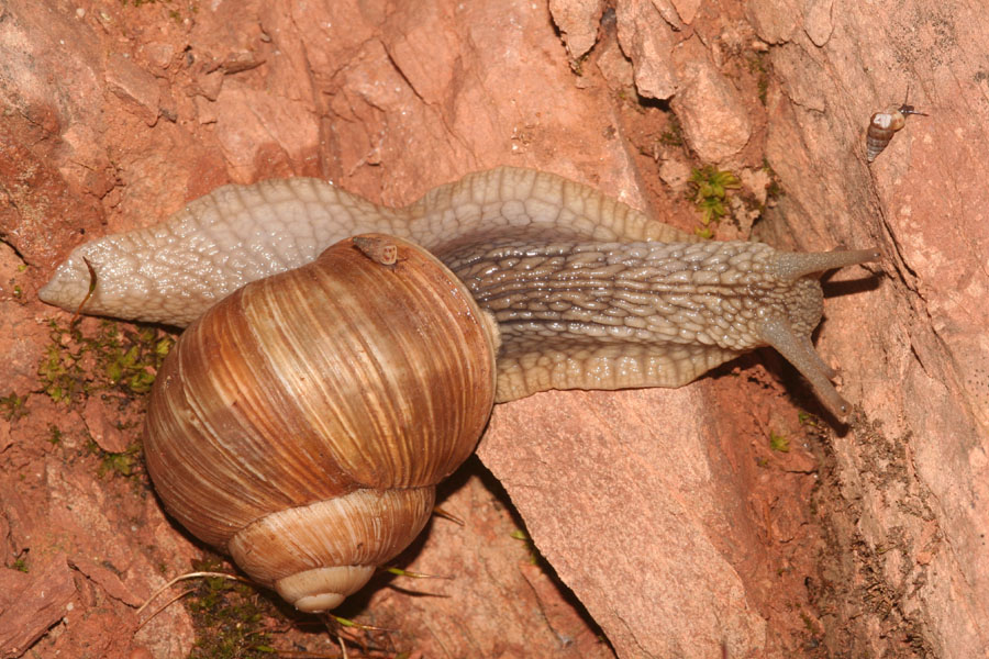 Babbaluci dolomitici