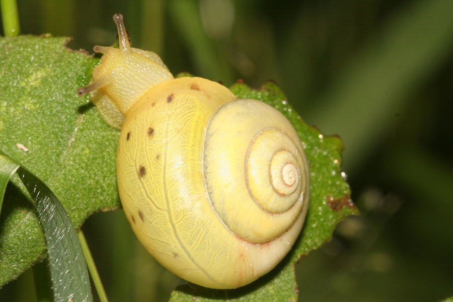 Babbaluci dolomitici