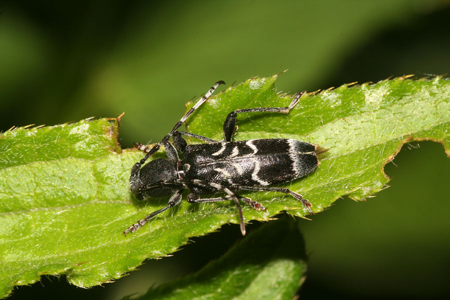 Cerambicidi dolomitici