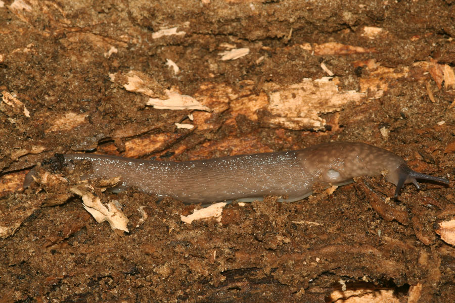 Limax cf bivonae da Ficuzza (PA) - Sicilia