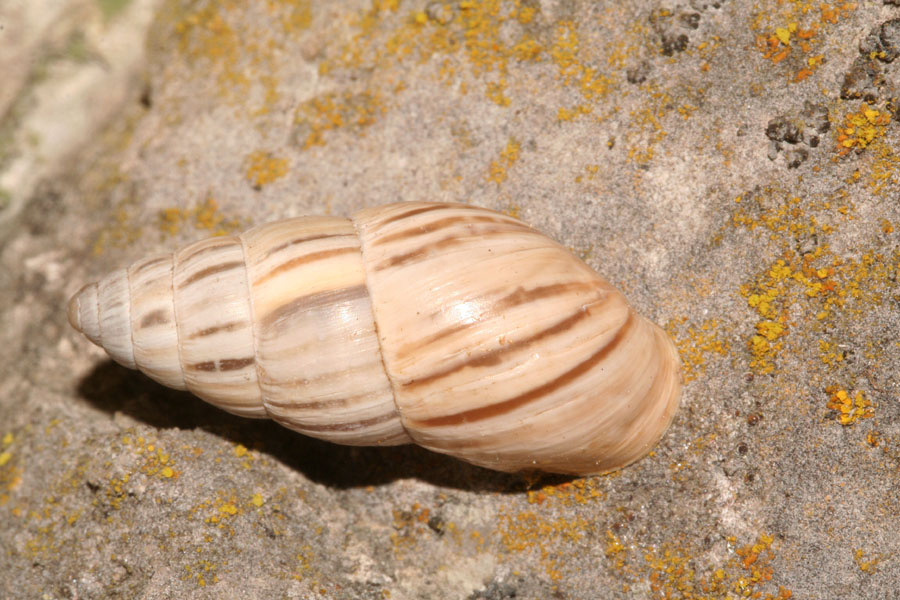 Babbaluci dolomitici