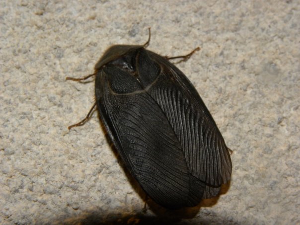 Polyphaga aegyptiaca (Linnaeus 1758)