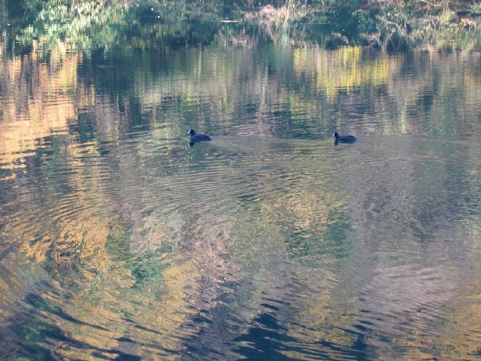 Dipingere con...l''acqua
