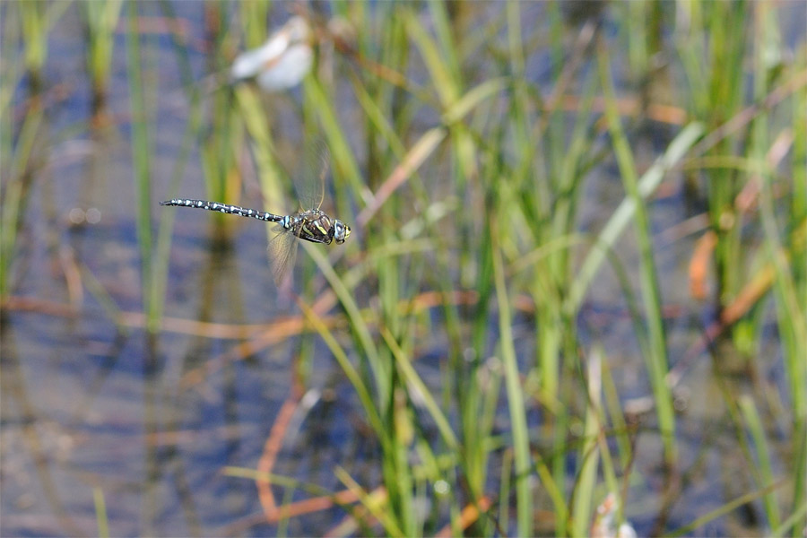 Aeshna juncea