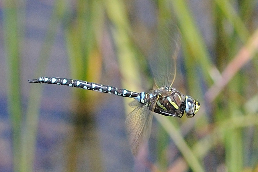 Aeshna juncea