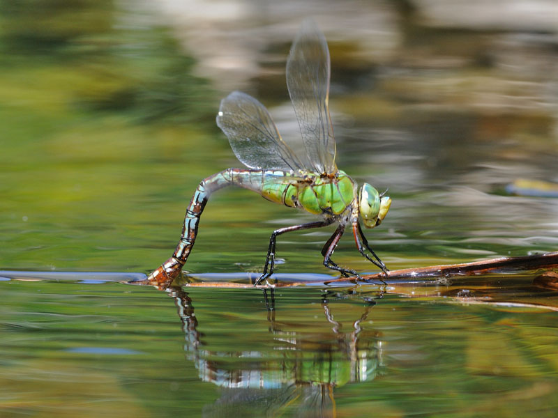 Anax imperator in deposizione