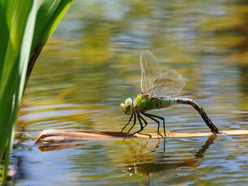 Anax imperator in deposizione