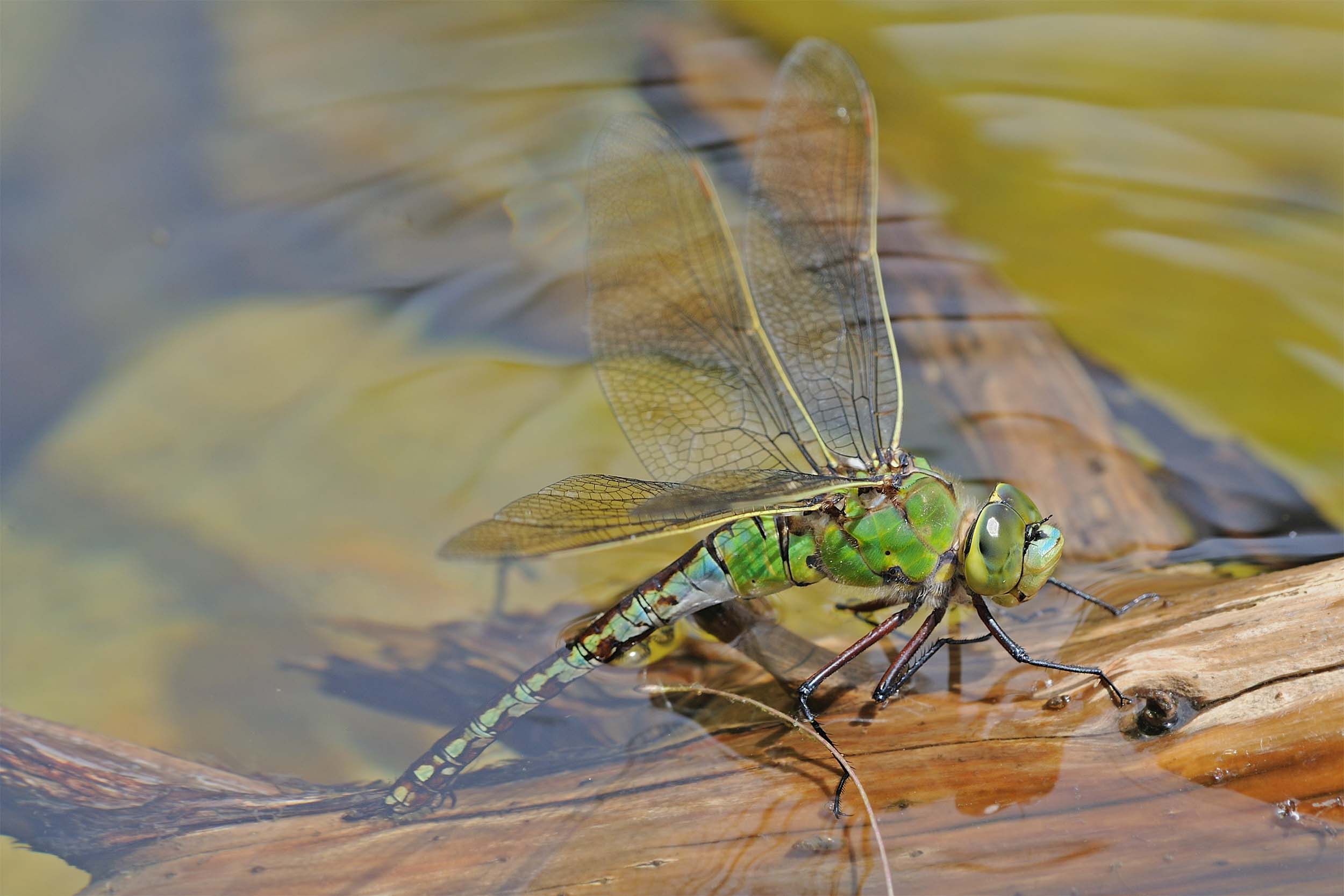 Anax imperator in deposizione